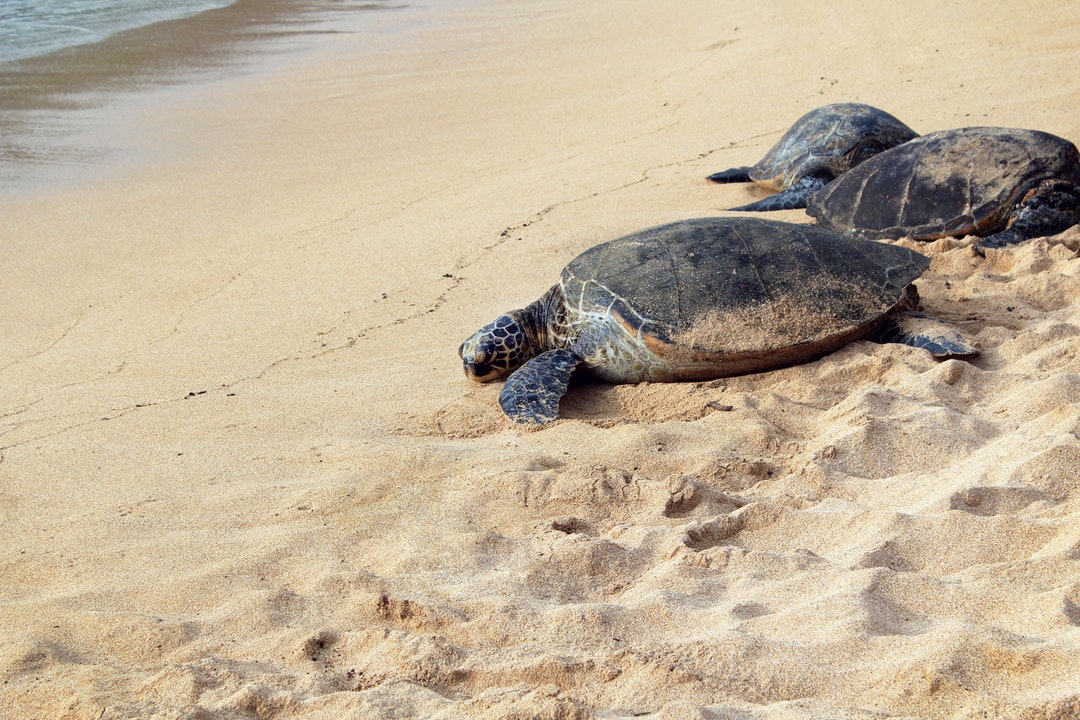 The Turtle Launch story